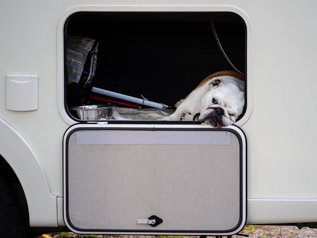 A dog sleeping in the storage compartment of an RV.